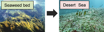 Fig. Seaweed bed (left) and desert Sea (right)