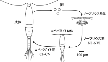 図.カイアシ類の生活史：卵から孵化したノープリウス幼生は脱皮を繰り返し、6つのステージ(NI~NVI)を経てコペポダイト幼体へ成長します。その後さらに脱皮を繰り返して、5つのステージ(CI~CV)を経て成体になります。