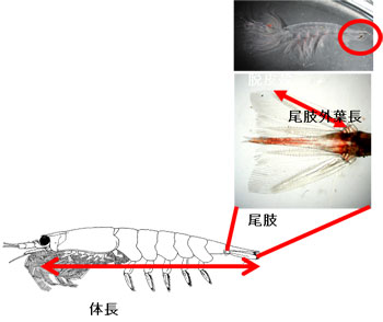 成長を測るパラメーターとして<br />脱皮殻の尾の部分の長さを測定する