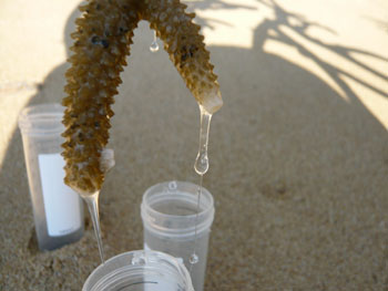 ミドリイシ類サンゴが放出する粘液