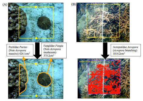 撮影した写真は、左図のように画像解析を行い、サンゴの被覆率を調べる