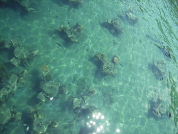 海底に沈められた人工漁礁