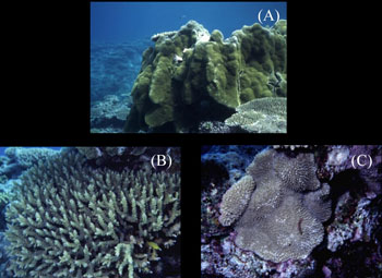 西海岸で優占したPorites属(A)と東海岸で優占したAcropora属(B)、Montipora属(C)