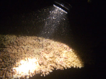 夜間、ダイビング中に水中ライトを当てると、<br />おびただしい数の動物プランクトンが集まってくる
