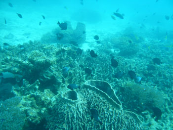 ビドン島のサンゴ礁