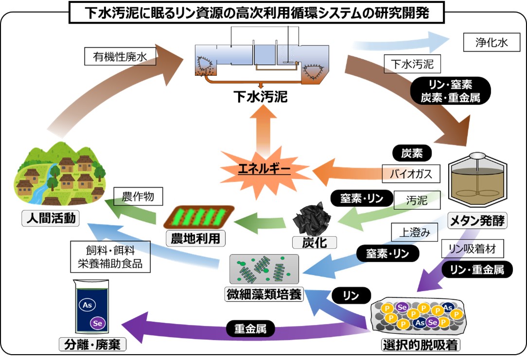 「下水汚泥に眠るリン資源の高次利用循環システムの研究開発」の概略図