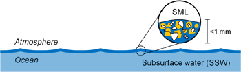 図.　海面ミクロ層（SML）